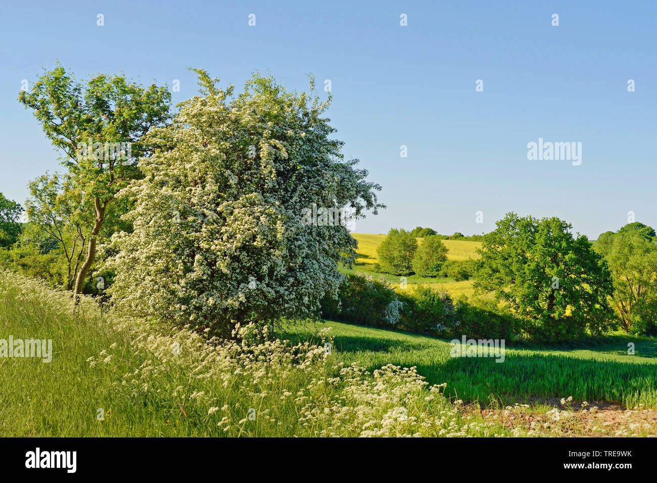 Weißdorn, weiß Thorn, Weißdorn (Crataegus spec.), blühen in einer Hecke, Deutschland, Schleswig-Holstein, Ostholstein, Klenzau Stockfoto