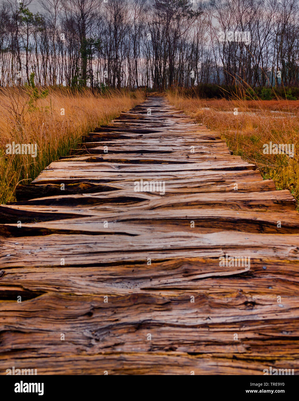 An Bord Wanderweg in Kot Huvenhoopsmoor, Deutschland, Niedersachsen, Landkreis Rothenburg Wuemme Stockfoto