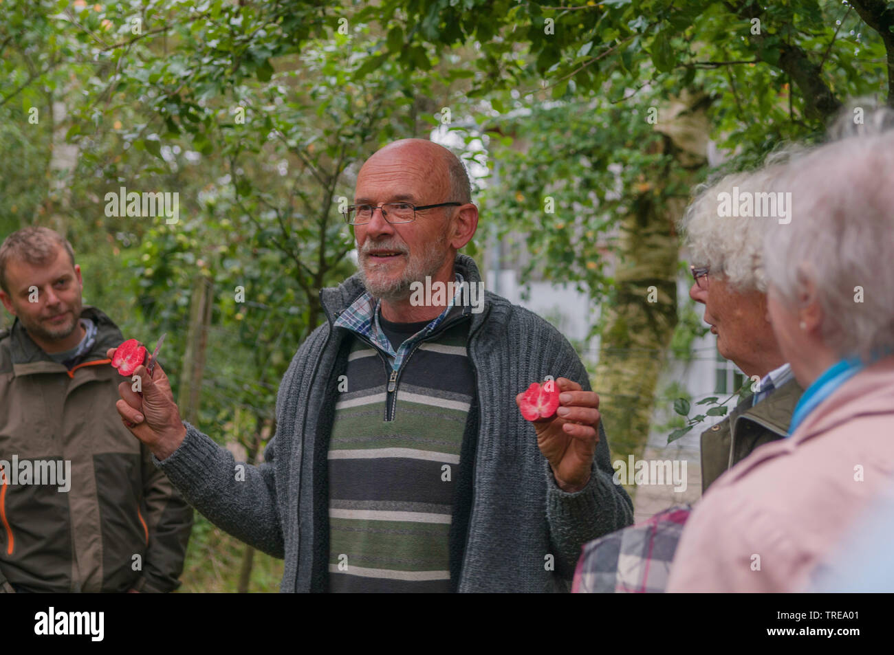 Verschiedene Apfelsorten vorgestellt, Deutschland, Schleswig-Holstein Stockfoto