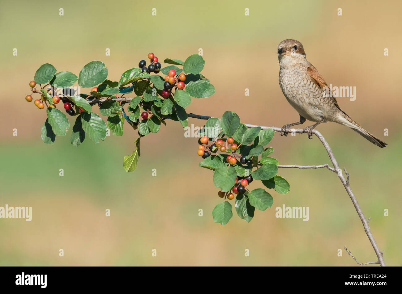 Neuntöter (Lanius collurio), Weibliche hocken auf einem Busch mit Früchten, Seitenansicht, Italien Stockfoto