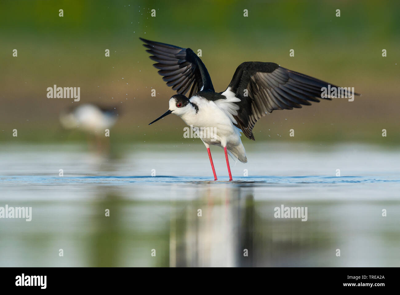 Schwarz - geflügelte Stelzenläufer (Himantopus himantopus), stehend mit ausgebreiteten Flügeln im flachen Wasser, Seitenansicht, Europa Stockfoto