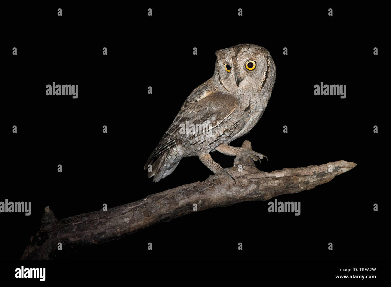 Eurasian scops Owl (Otus scops), sitzend auf einem Zweig in der Nacht, Italien Stockfoto