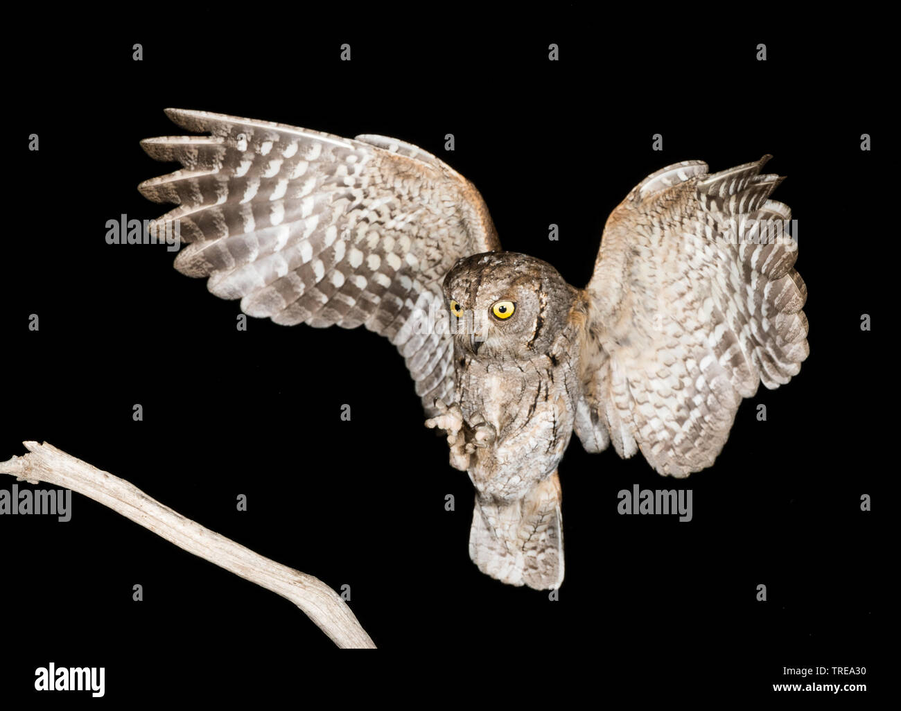 Eurasian scops Owl (Otus scops), im Flug während der Nacht, Italien Stockfoto