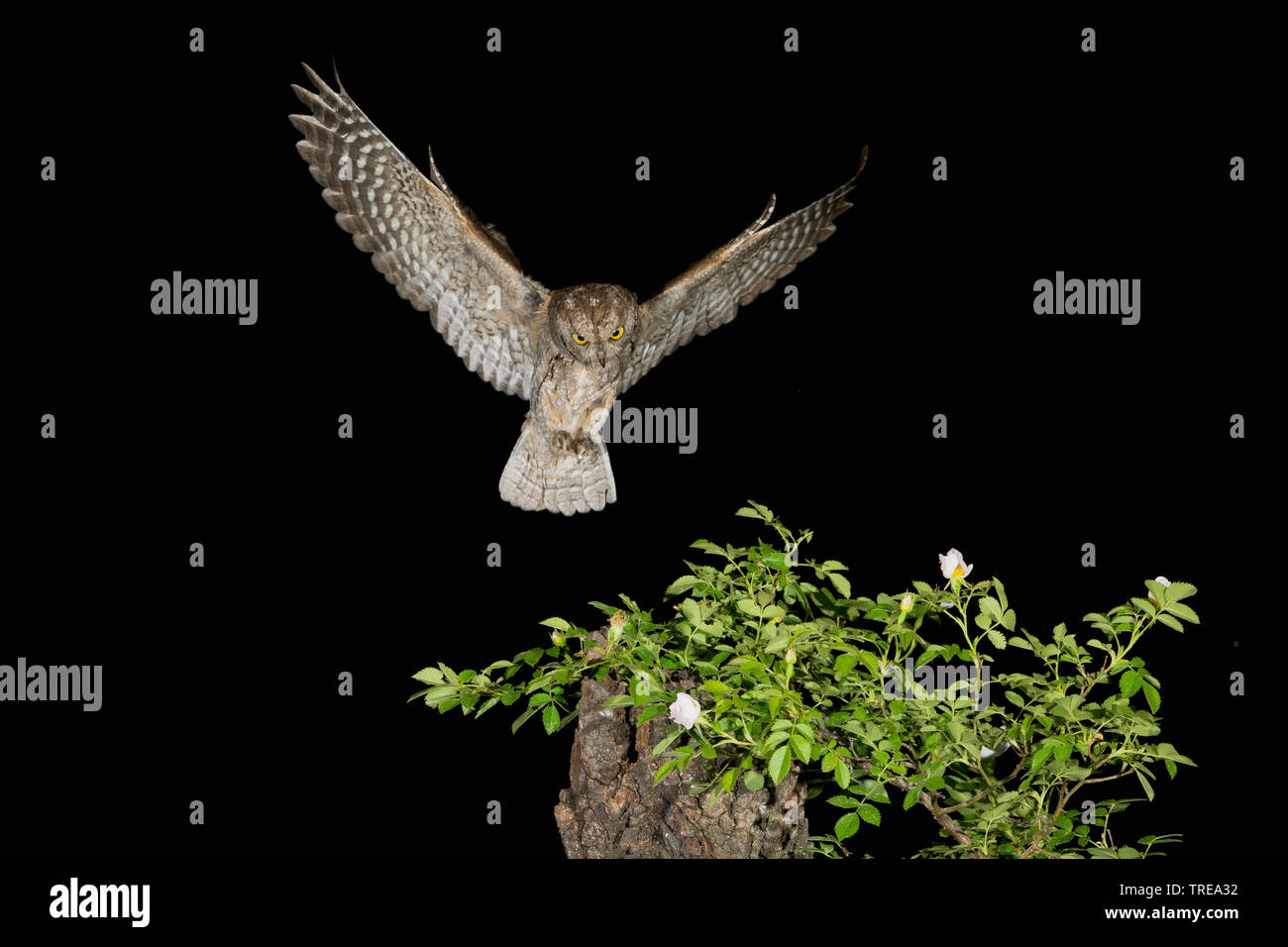 Eurasian scops Owl (Otus scops), im Flug während der Nacht, nähert sich Busch, Italien Stockfoto