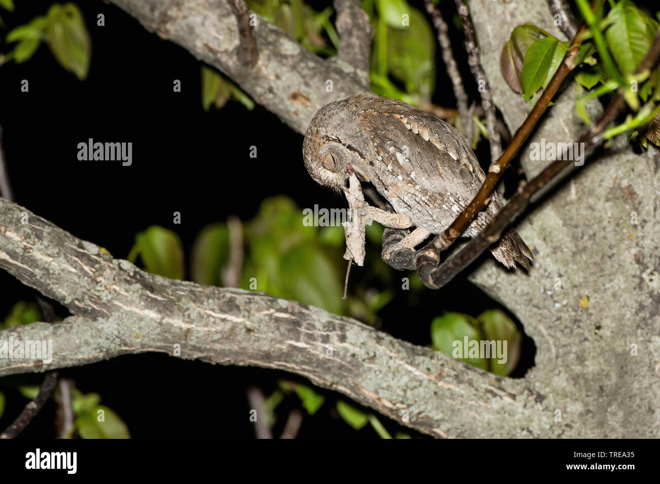 Eurasian scops Owl (Otus scops), mit Gefangenen Maus auf einem Zweig, Italien Stockfoto