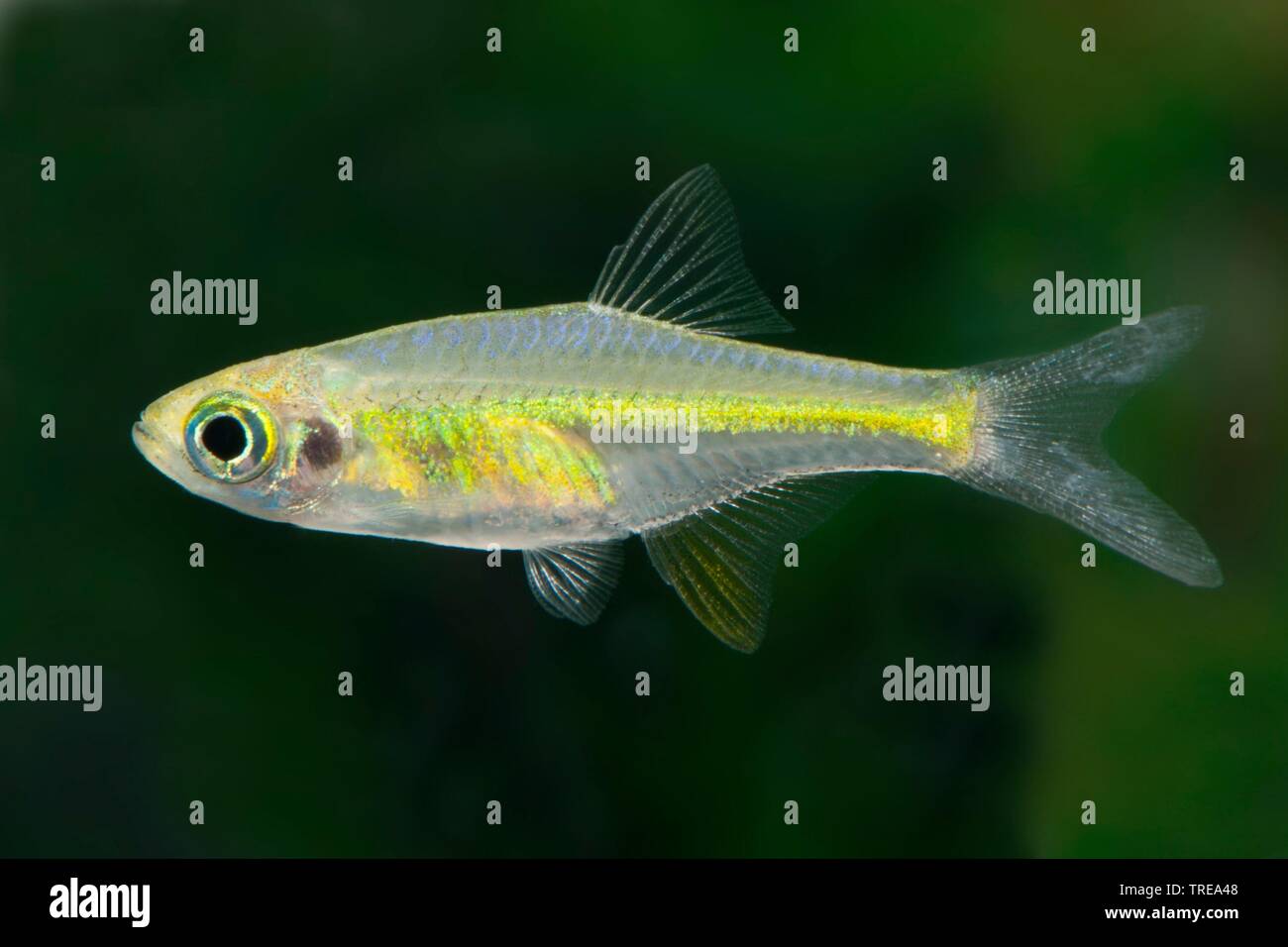 Cyprinidengewässer (Microdevario kubotai, Microrasbora kubotai), Schwimmen, Seitenansicht Stockfoto