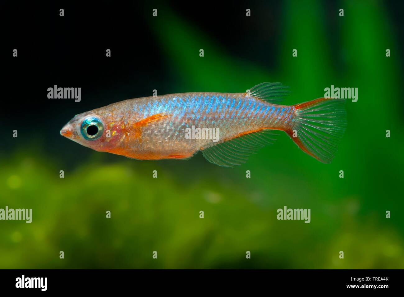 Neon Ricefish, Daisy's Ricefish (Oryzias woworae Blaue Daisy), Zucht form Blaue Daisy Stockfoto