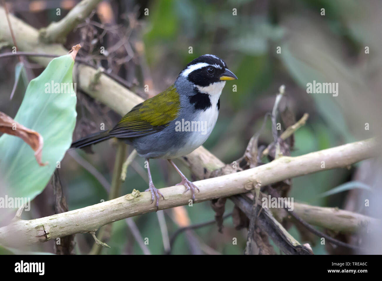 Hälfte - collared Sparrow (Arremon semitorquatus), sitzend auf einem Zweig, Brasilien Stockfoto