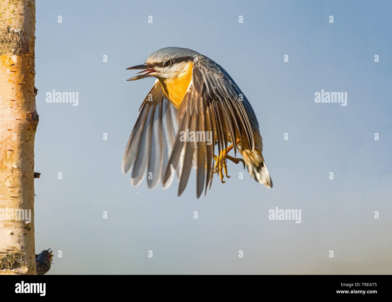 Eurasischen Kleiber (Sitta europaea), im Flug, Italien, Aostatal Stockfoto