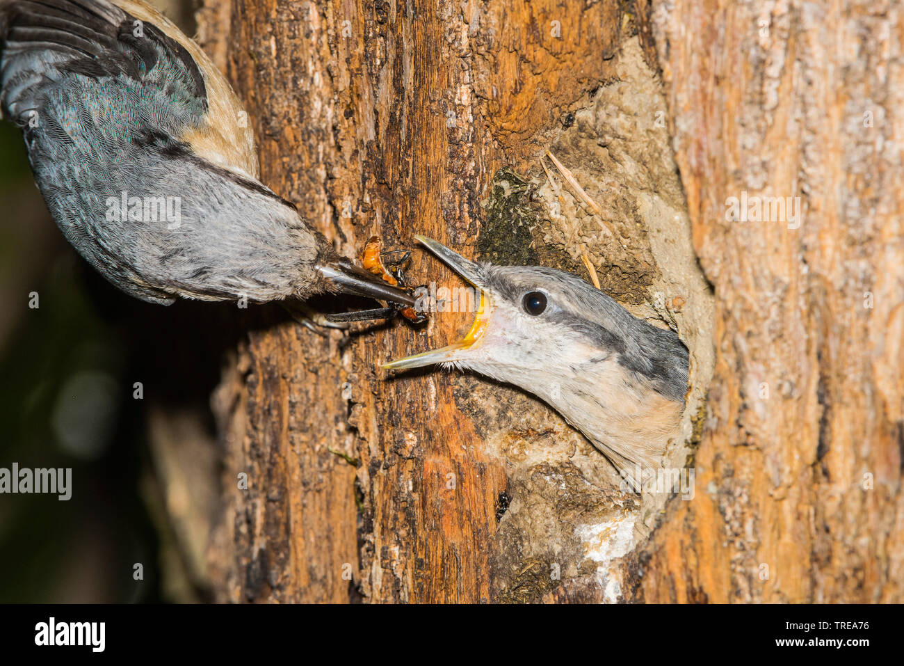 Eurasischen Kleiber (Sitta europaea), Feeds squeaker in der Zucht Höhle, Italien, Aostatal Stockfoto