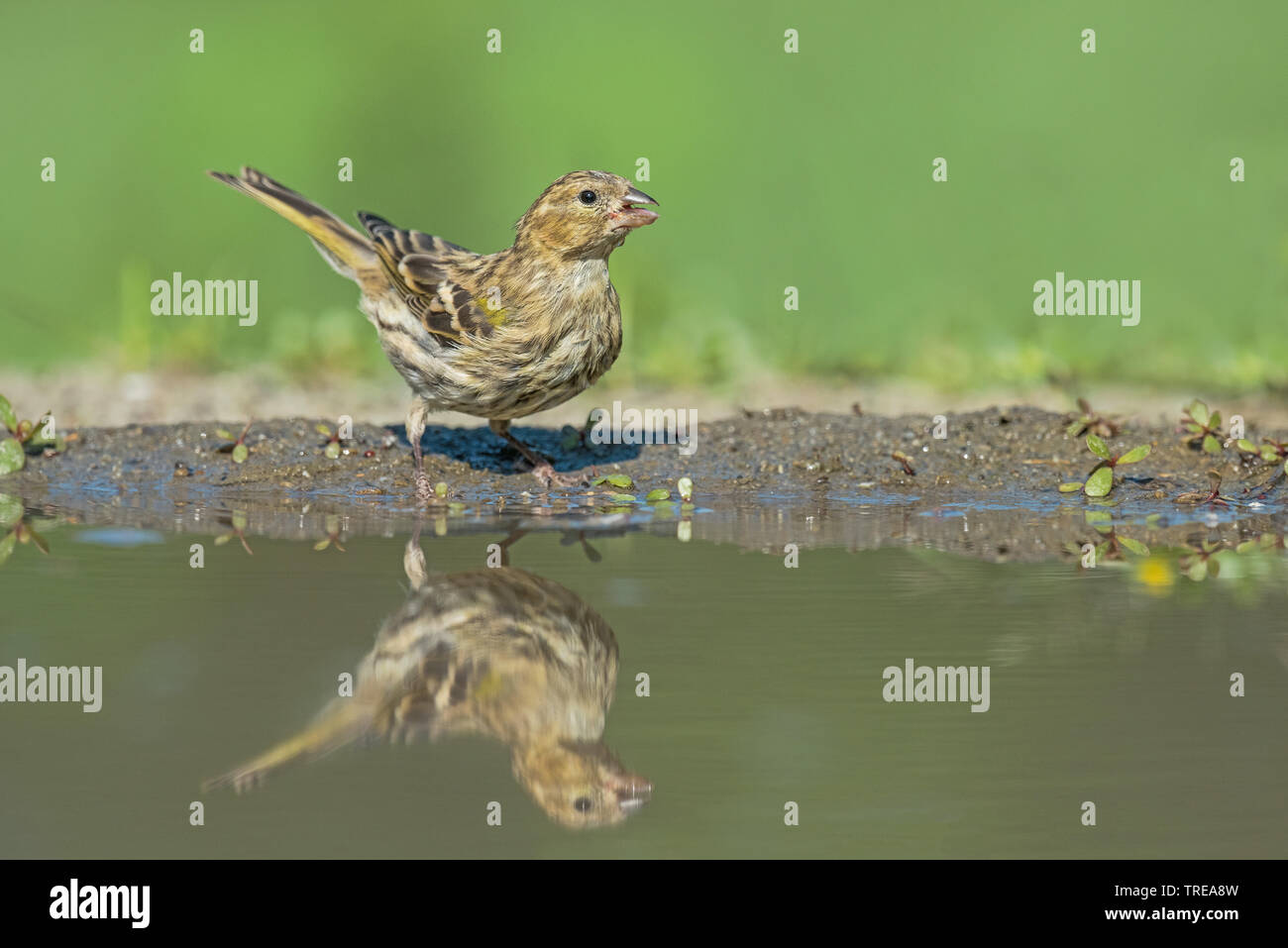 Europäischen Girlitz (Serinus serinus), trinken Frauen, Italien, Aostatal Stockfoto