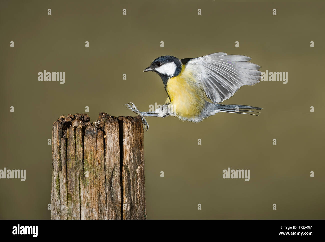 Kohlmeise (Parus major), Landung auf einer hölzernen Pfosten, Seitenansicht, Italien Stockfoto