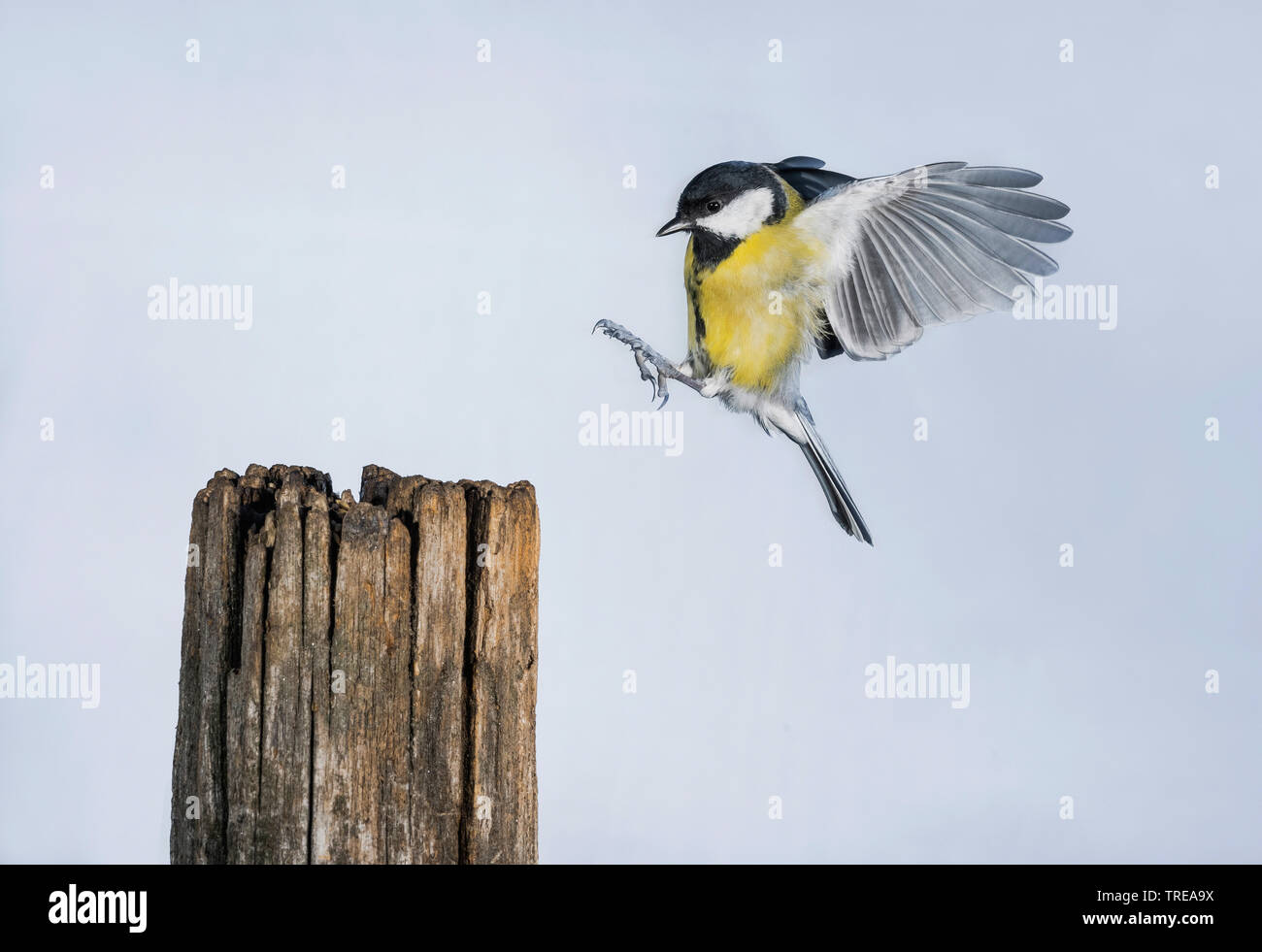 Kohlmeise (Parus major), Landung auf einer hölzernen Pfosten, Seitenansicht, Italien Stockfoto