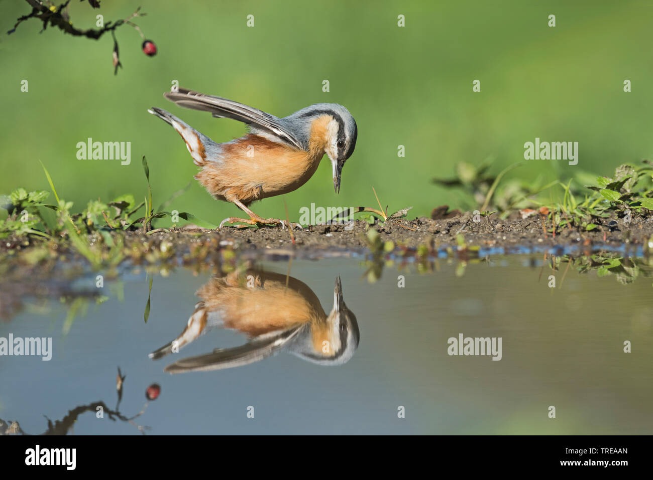 Eurasischen Kleiber (Sitta europaea), nahrungssuche an der Wasserseite, Seitenansicht, Italien, Aostatal Stockfoto