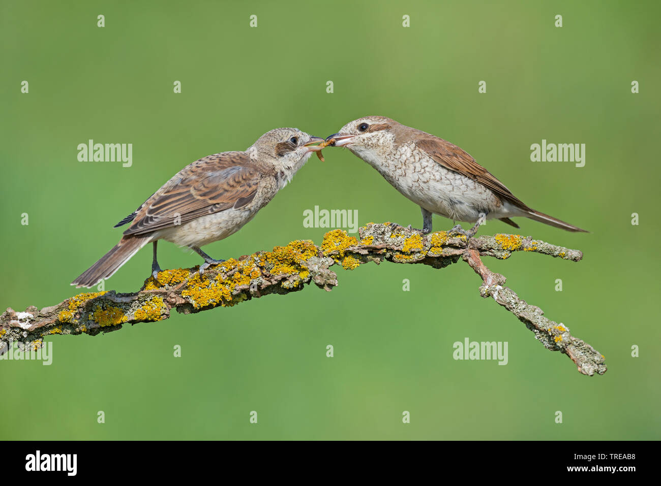 Neuntöter (Lanius collurio), weibliche Fütterung ein junger Vogel auf einem Zweig lichened, Italien, Aostatal Stockfoto