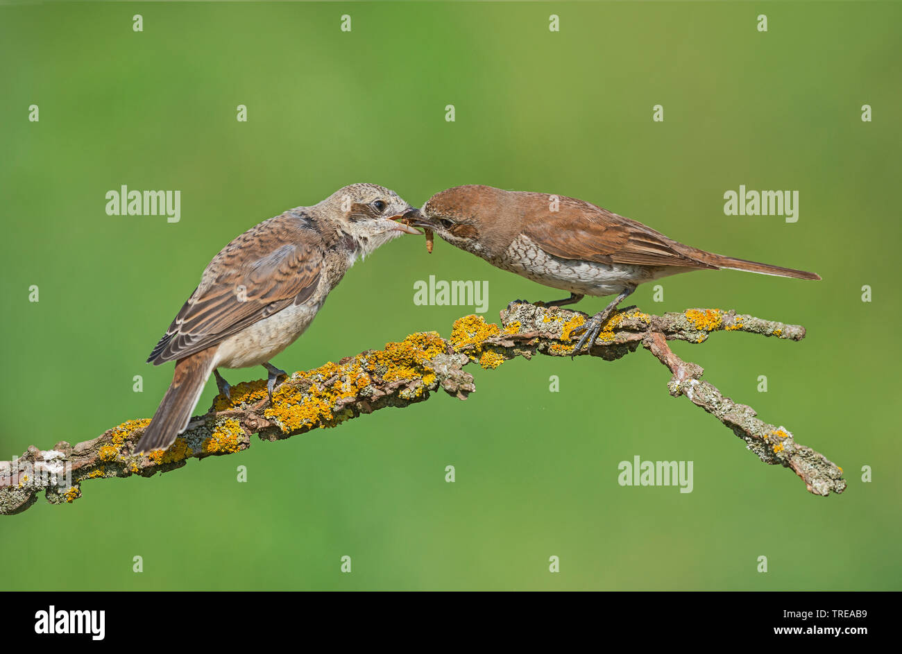 Neuntöter (Lanius collurio), weibliche Fütterung ein junger Vogel auf einem Zweig lichened, Italien, Aostatal Stockfoto