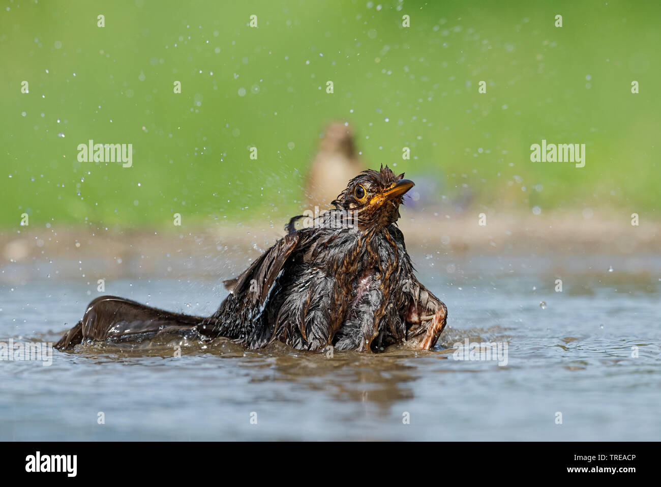 Amsel (Turdus merula), baden Amsel, Italien, Aostatal Stockfoto