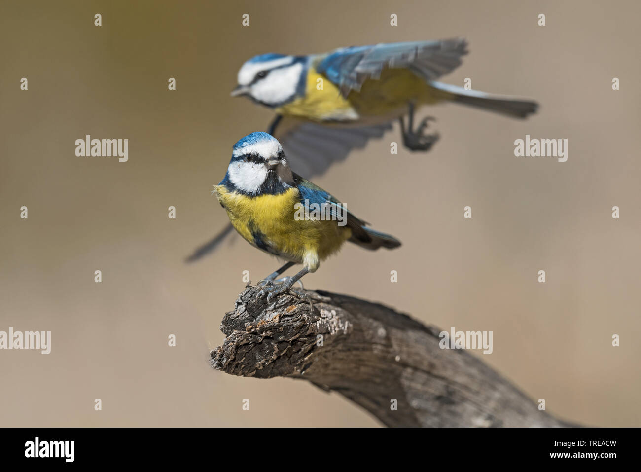 Blaumeise (Parus caeruleus, Cyanistes caeruleus), zwei Blue tits an einem Zweig, Italien, Aostatal Stockfoto