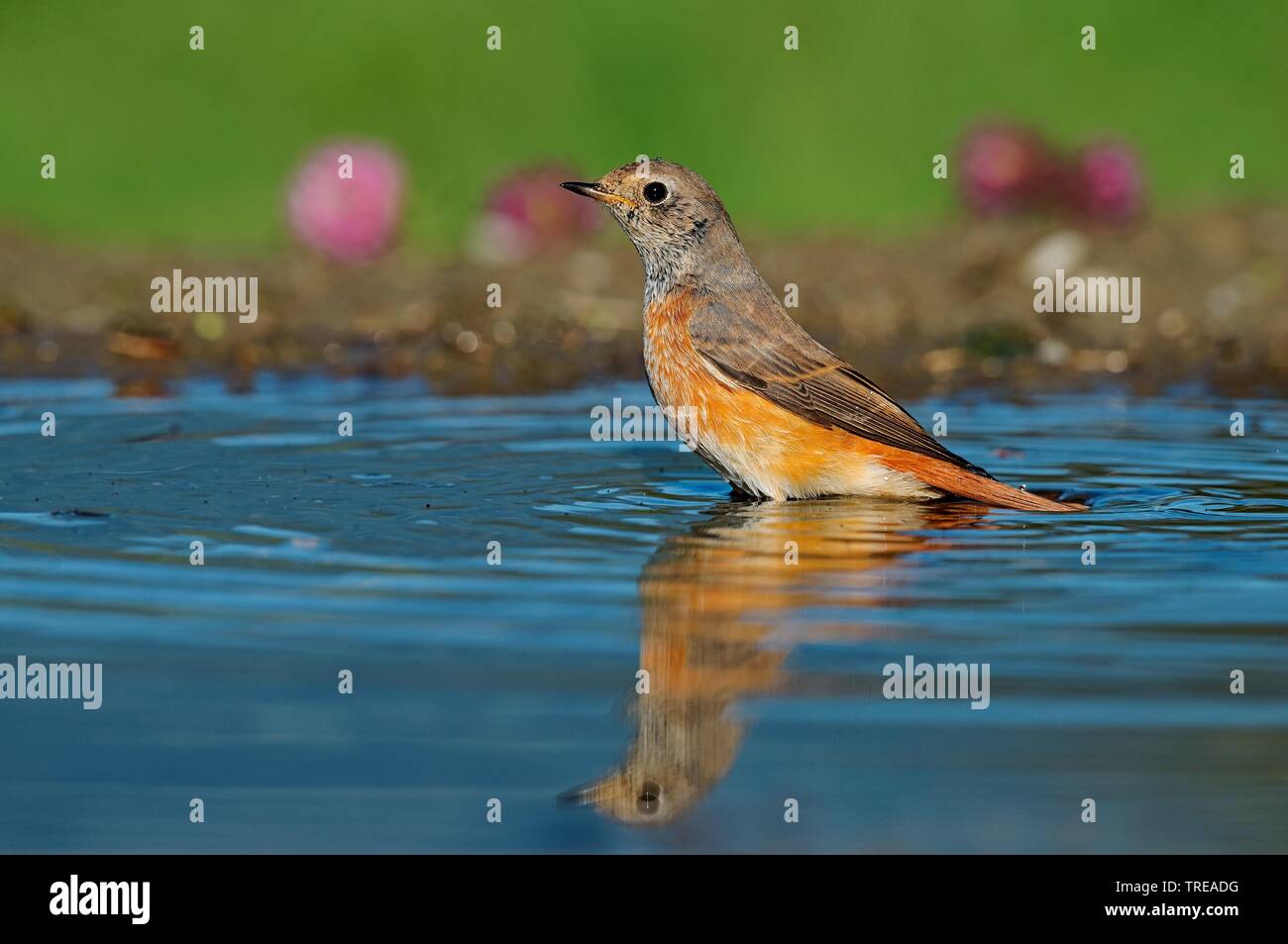 Common redstart (Phoenicurus phoenicurus), steht im flachen Wasser, Italien Stockfoto