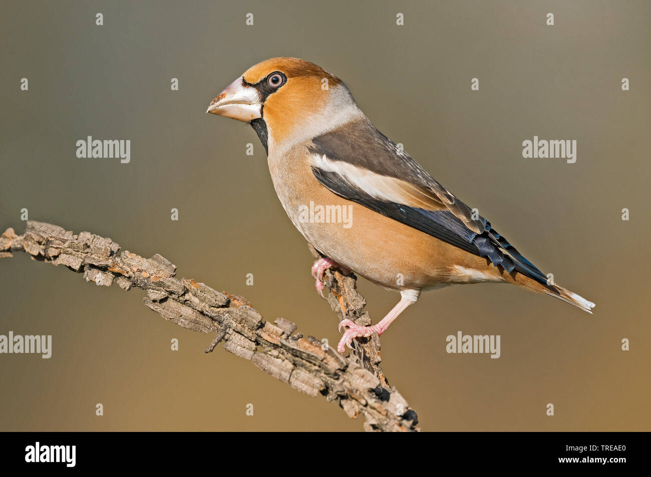 (Hawfinch Coccothraustes coccothraustes), male auf einem Ast sitzend, Italien Stockfoto