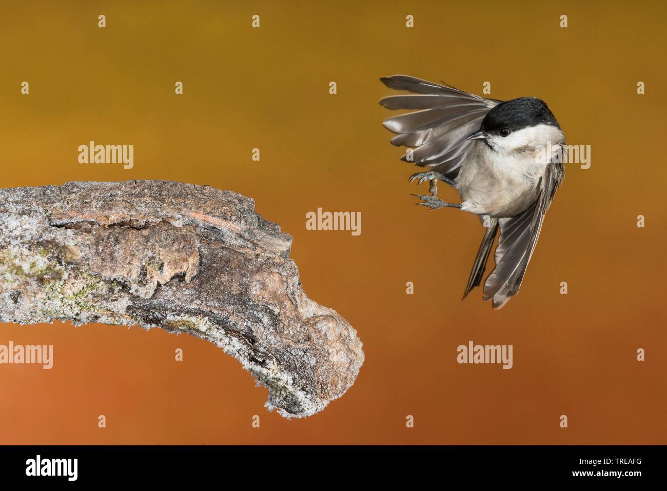 Marsh tit (Poecile palustris, Parus palustris), im Landeanflug auf einem toten Zweig, Italien Stockfoto