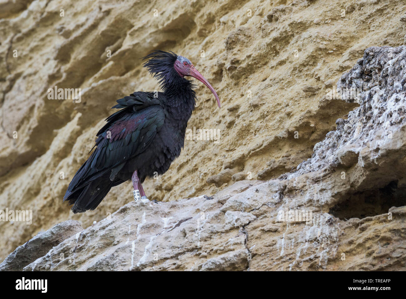 Einsiedler ibis, Nord Glatze Ibis (Geronticus eremita), am Nistplatz, Spanien, Cadiz, Jerez De La Frontera Stockfoto