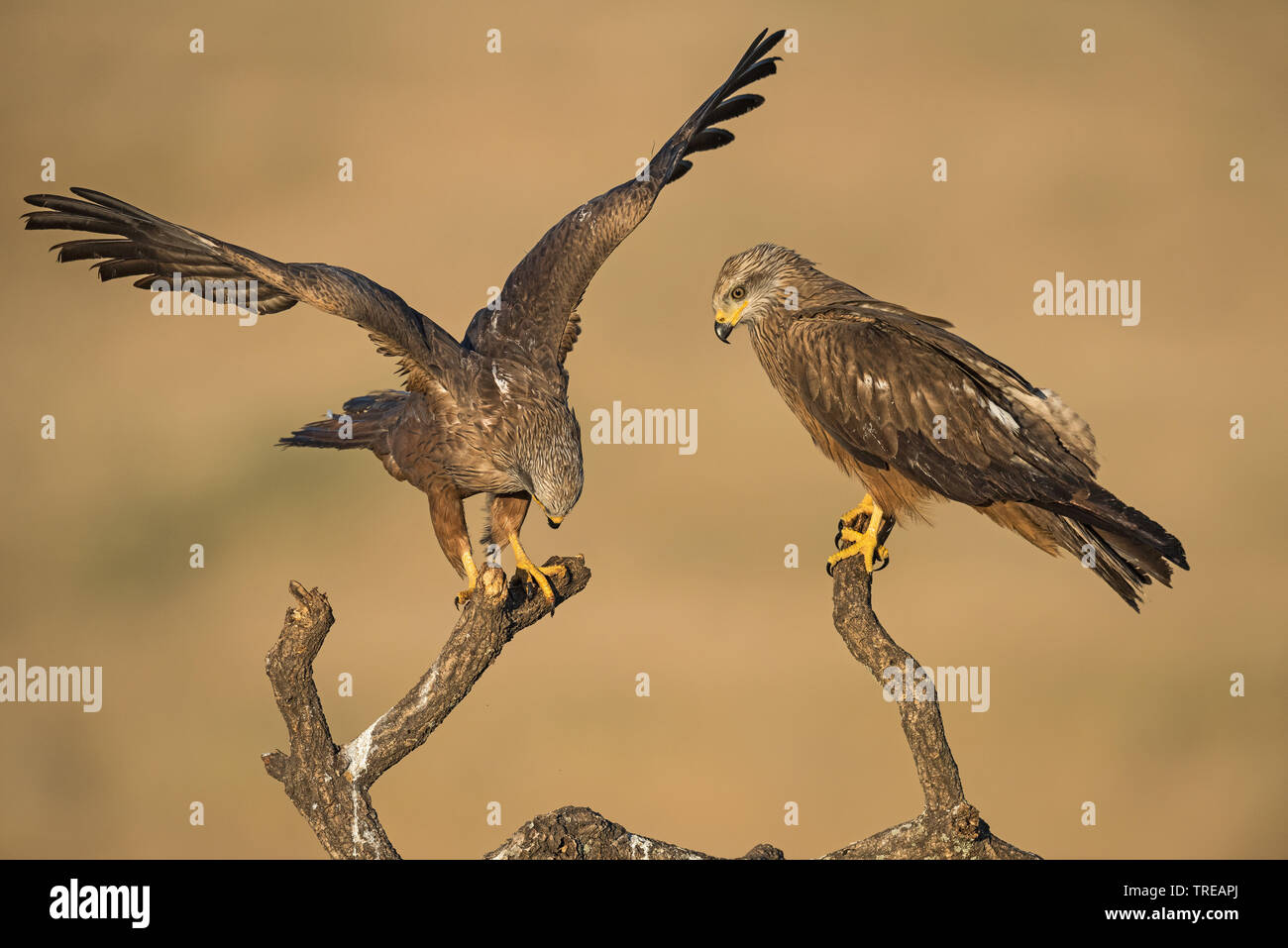 Schwarze Drachen, Yellow-billed Kite (MILVUS MIGRANS), zwei schwarze Drachen auf einem Zweig, Spanien Stockfoto