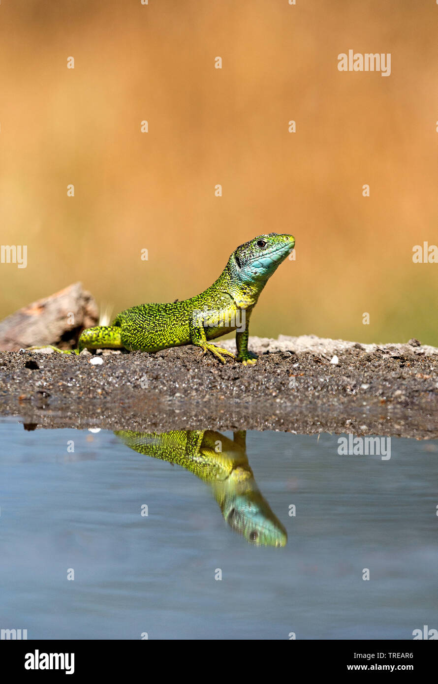 Western Green Lizard, Europäische grüne Eidechse (Lacerta bilineata bilineata, Lacerta viridis), am Ufer mit Spiegel bild, Italien Stockfoto