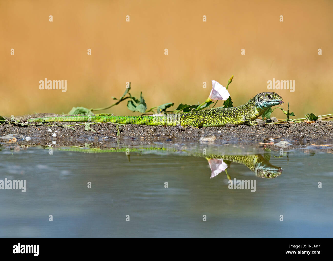 Western Green Lizard, Europäische grüne Eidechse (Lacerta bilineata bilineata, Lacerta viridis), am Ufer mit Spiegel bild, Italien Stockfoto