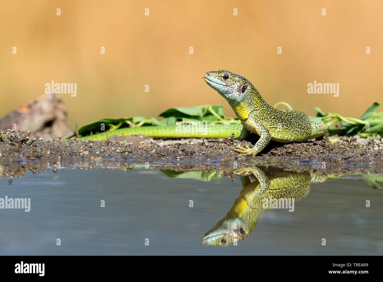 Western Green Lizard, Europäische grüne Eidechse (Lacerta bilineata bilineata, Lacerta viridis), am Ufer mit Spiegel bild, Italien Stockfoto