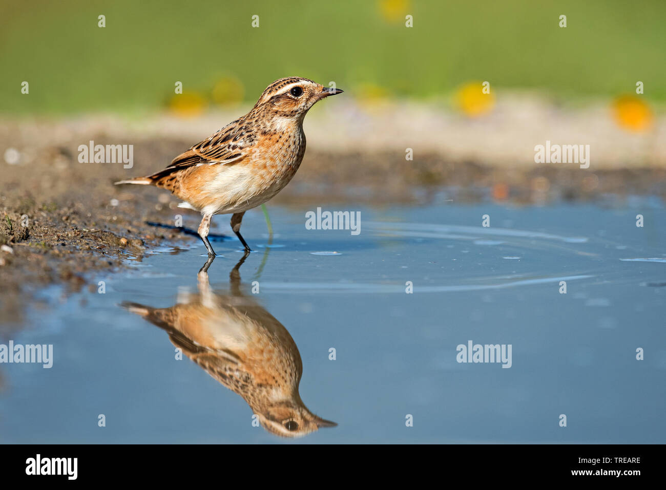 Braunkehlchen (Saxicola rubetra), Baden, Italien Stockfoto