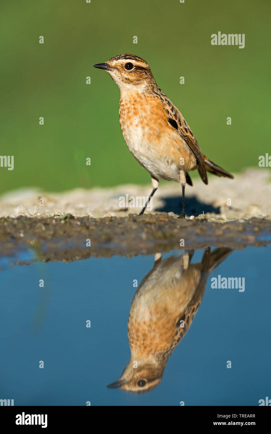 Braunkehlchen (Saxicola rubetra), männlich steht am Ufer, mit Spiegelung, Italien Stockfoto