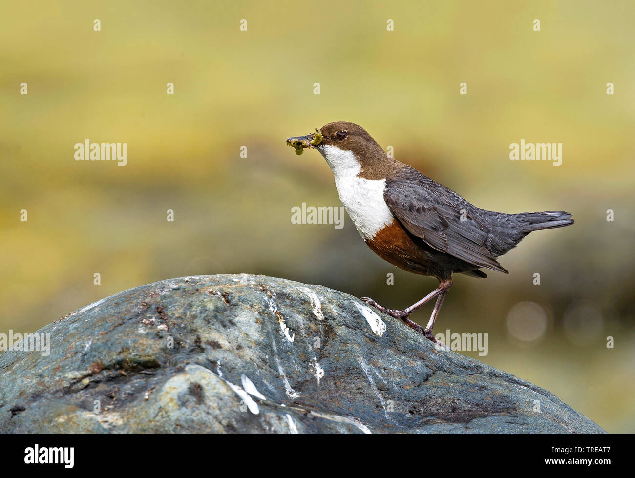 Pendelarm (Cinclus cinclus), mit Beute im Schnabel am Creek, Italien, Aostatal Stockfoto