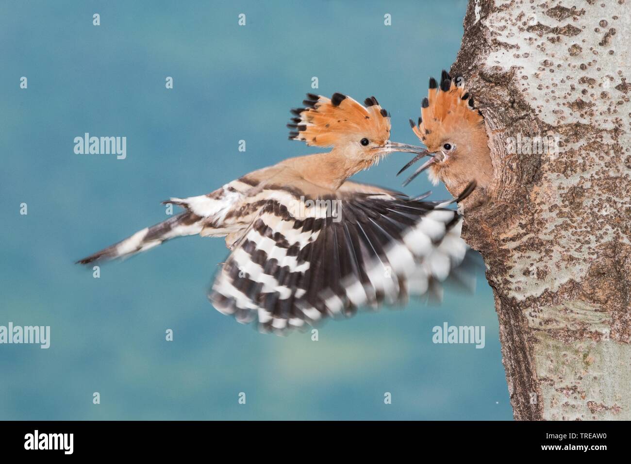 Wiedehopf (Upupa epops), ein Paar zu züchten Höhle, Italien, Aostatal Stockfoto