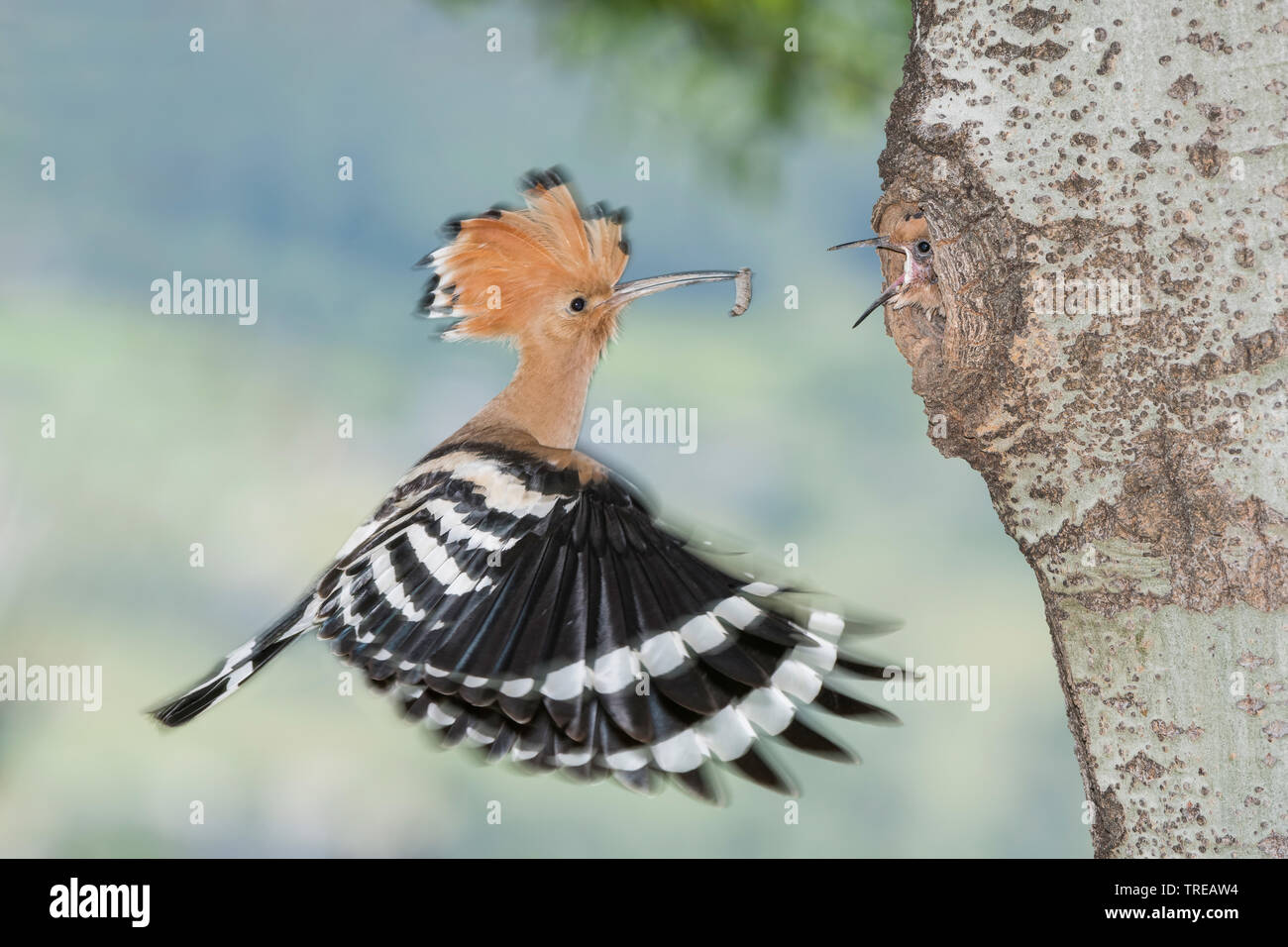 Wiedehopf (Upupa epops), ein Paar zu züchten Höhle, Italien, Aostatal Stockfoto