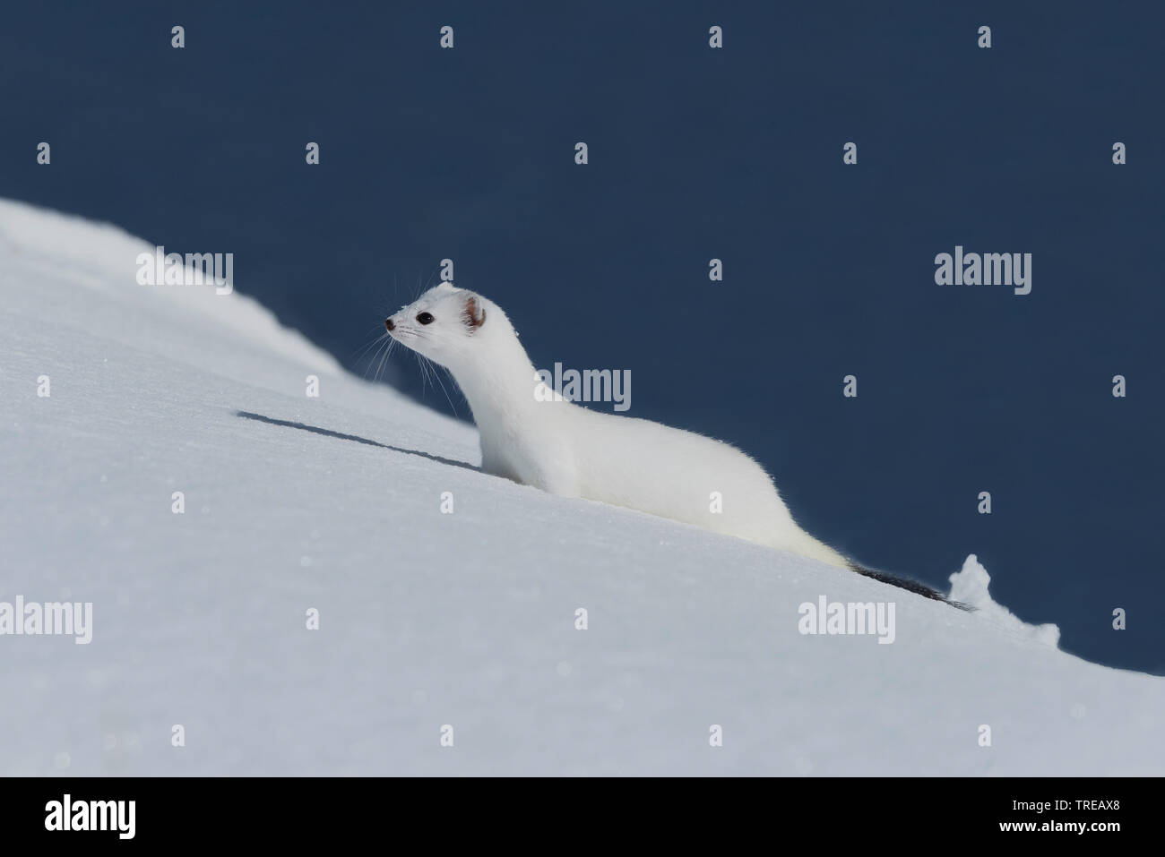 Hermelin Hermelin, Short-tailed weasel (Mustela erminea), im Schnee, Italien Stockfoto