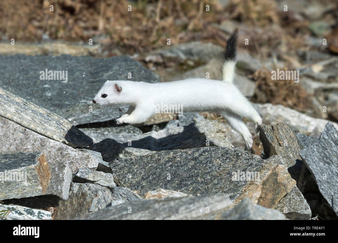 Hermelin Hermelin, Short-tailed weasel (Mustela erminea), Springen im Winter Fell über Steine, Seitenansicht, Italien Stockfoto