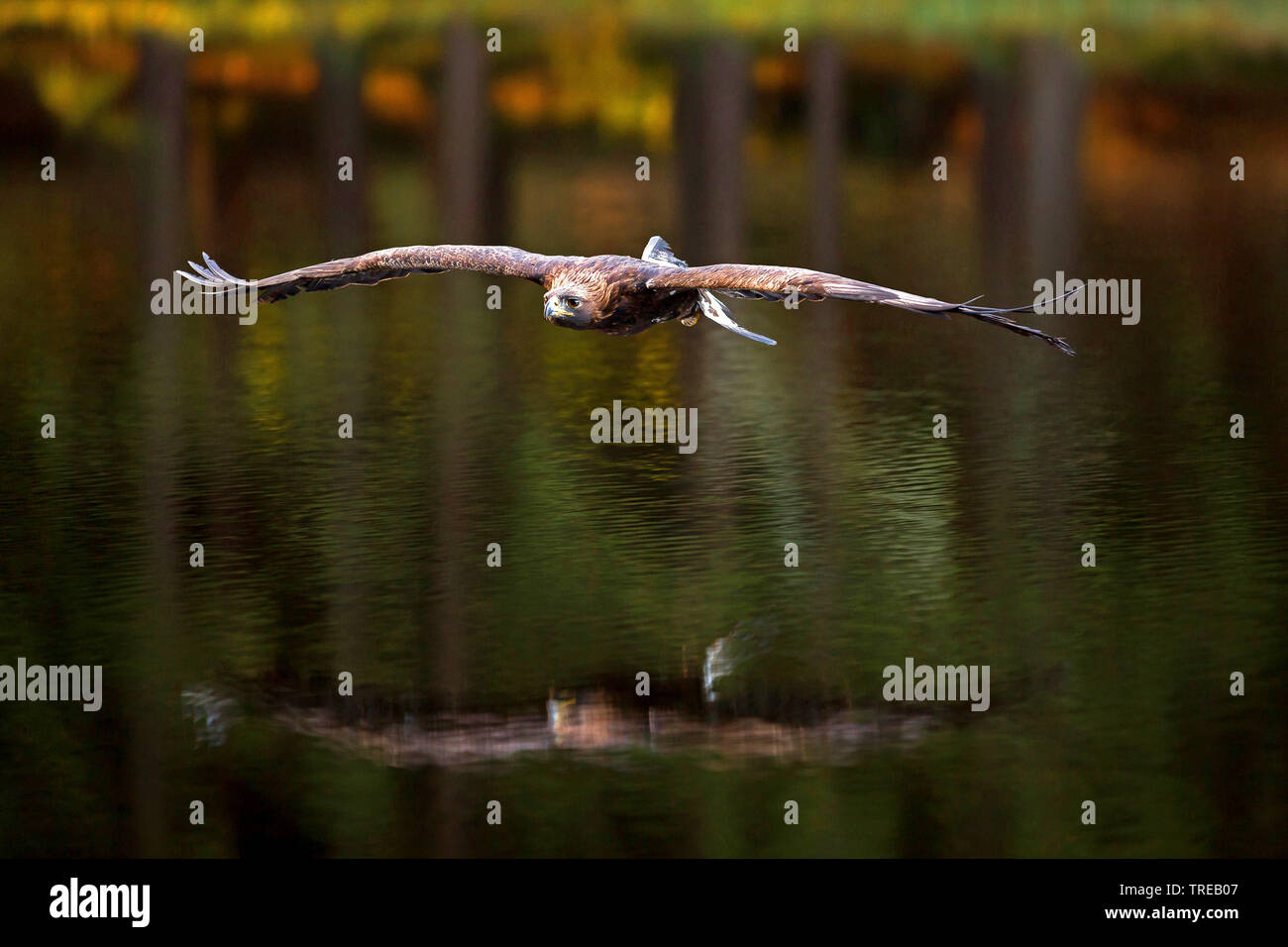 Seeadler Seeadler (Haliaeetus albicilla), Fliegen über Wasser, Tschechische Republik Stockfoto