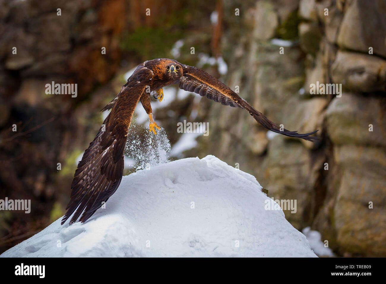 Golden Eagle (Aquila Chrysaetos), zieht ein snow Rock bedeckt, Tschechische Republik Stockfoto