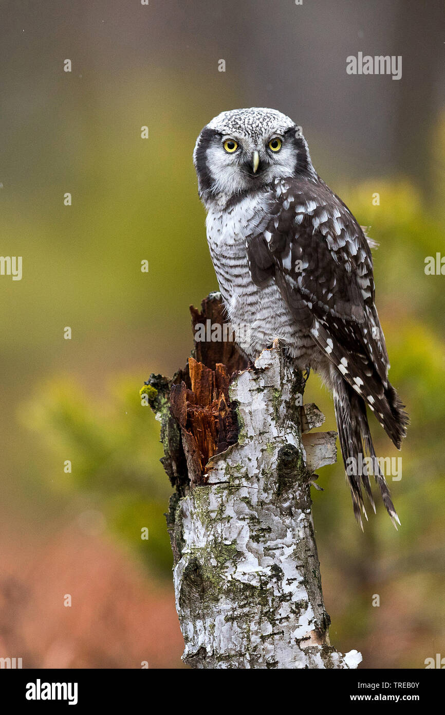 Northern hawk Owl (Surnia Ulula), am Baumstumpf, Tschechische Republik Stockfoto