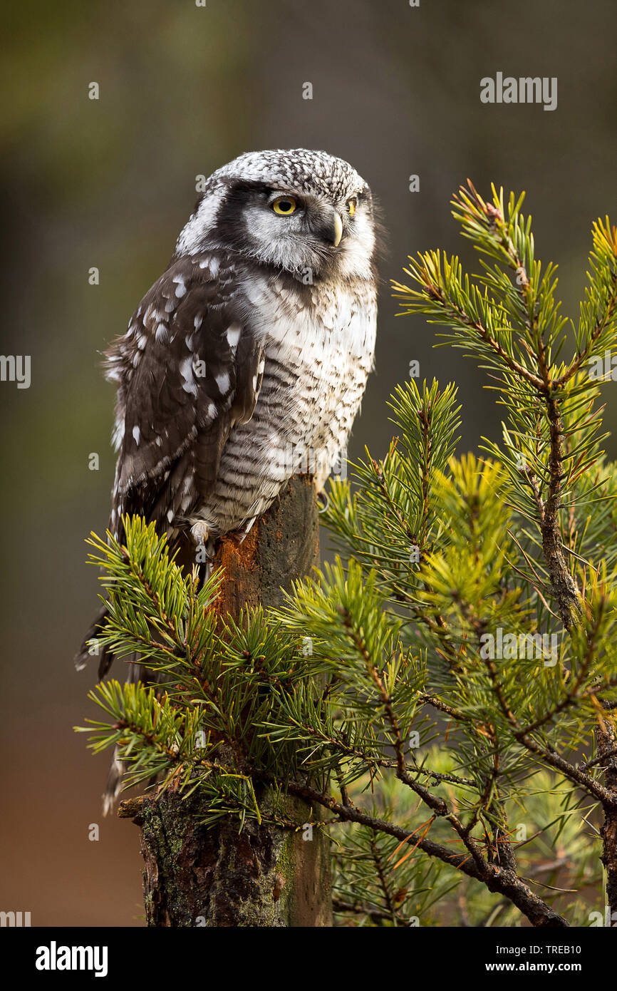 Northern hawk Owl (Surnia Ulula), auf einer Fichte, Tschechische Republik Stockfoto