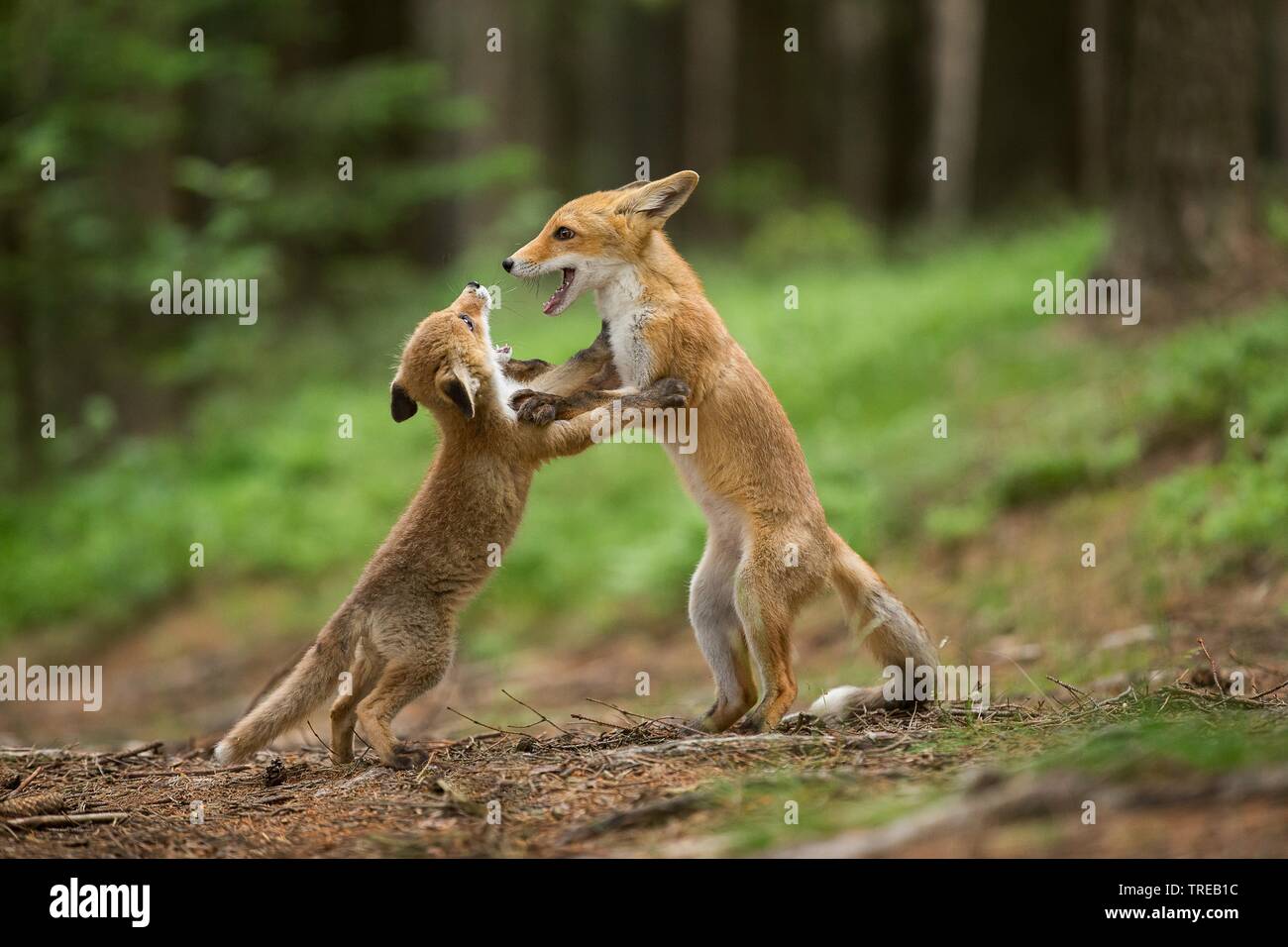 Red Fox (Vulpes vulpes), spielen Kinder, Tschechische Republik Stockfoto