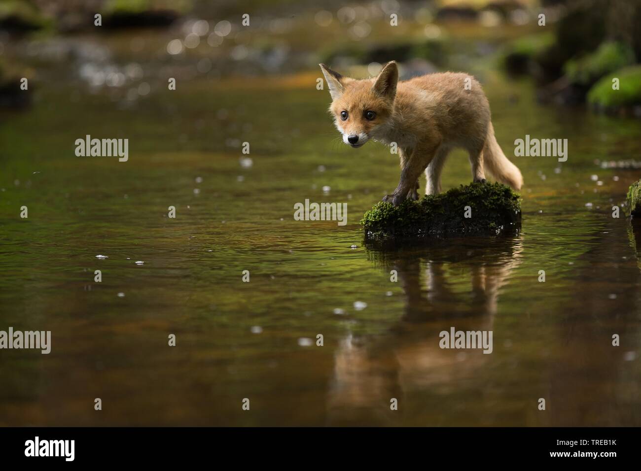 Red Fox (Vulpes vulpes), Welpe, Tschechische Republik Stockfoto