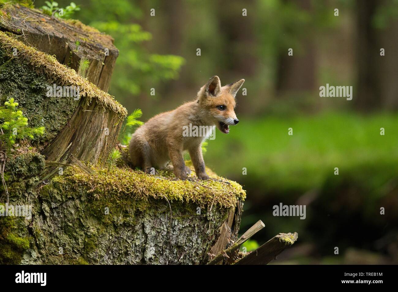 Red Fox (Vulpes vulpes), Welpen auf einem Baum Baumstumpf, Tschechische Republik Stockfoto
