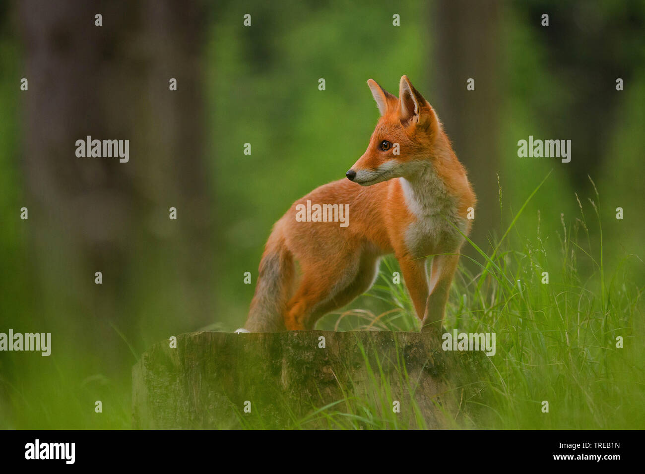 Red Fox (Vulpes vulpes), auf einem Baum Baumstumpf steht, Tschechische Republik Stockfoto