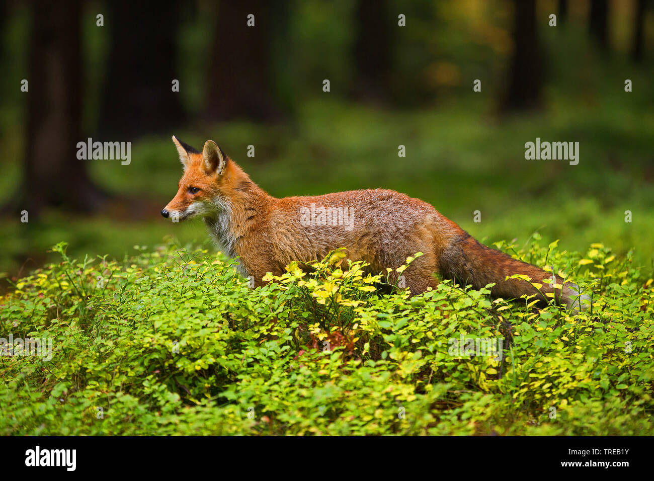 Red Fox (Vulpes vulpes) auf den Feed, Tschechische Republik Stockfoto