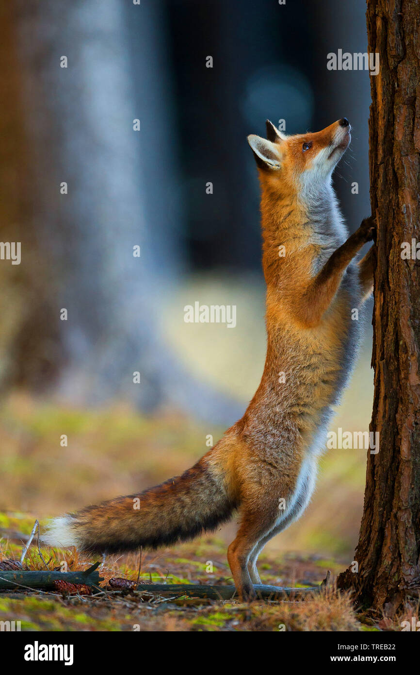 Red Fox (Vulpes vulpes), steht an einem Baumstamm bis suchen, Tschechische Republik Stockfoto
