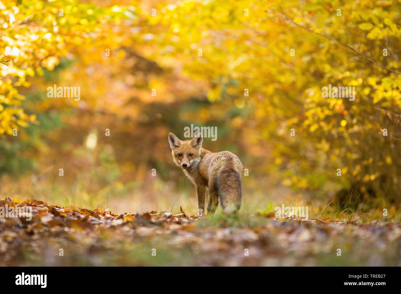 Red Fox (Vulpes vulpes), im Herbst Wald, Tschechische Republik Stockfoto