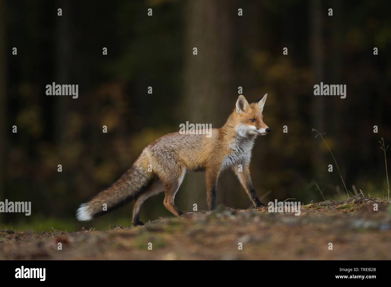 Red Fox (Vulpes vulpes), Spaziergänge im Wald, in der Tschechischen Republik Stockfoto