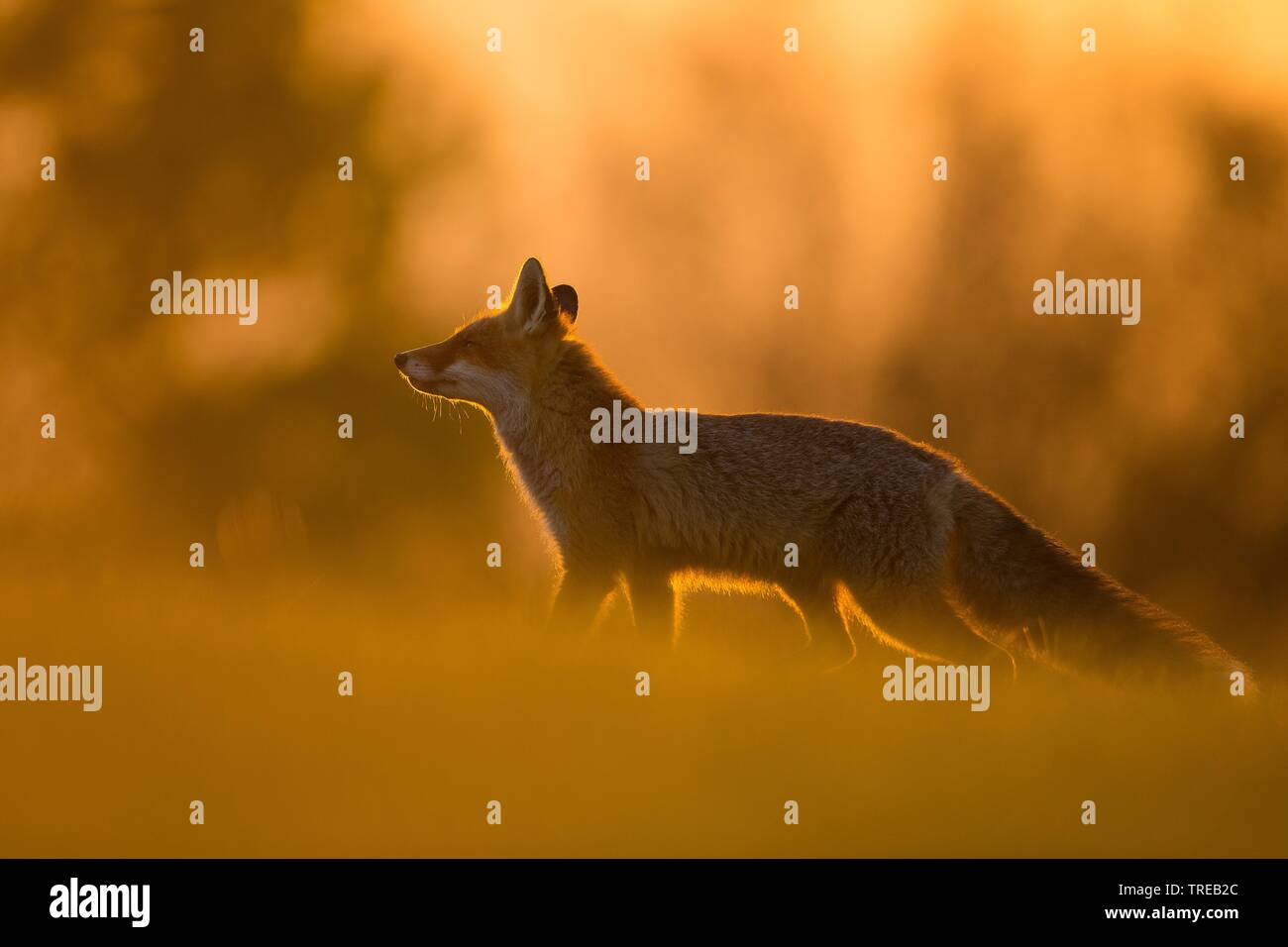 Red Fox (Vulpes vulpes), im Abendlicht, Tschechische Republik Stockfoto